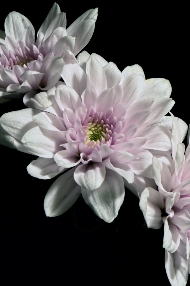 Три розовых цветка хризантемы на черном фоне