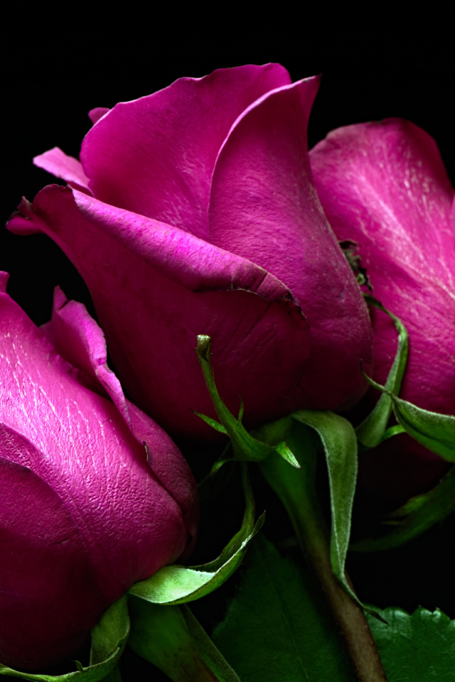 Три розовые розы на черном фоне 