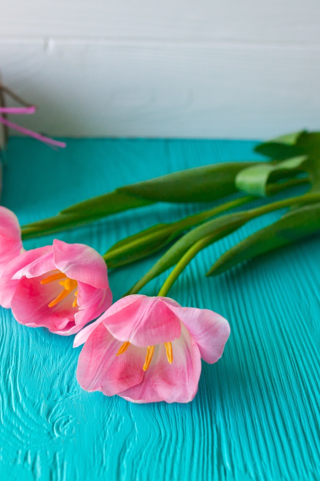 Три розовых тюльпана на голубом столе с подарком