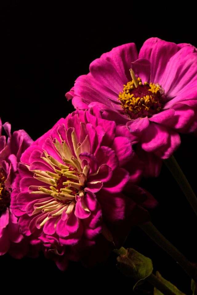 Три розовых цветка циннии на черном фоне