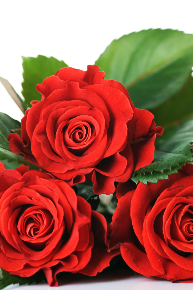 Три красные розы с зелеными листьями на белом фоне