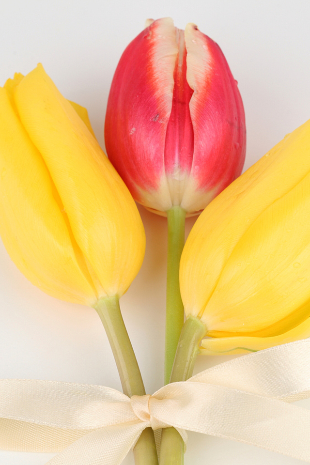 Три тюльпана с бантом на сером фоне