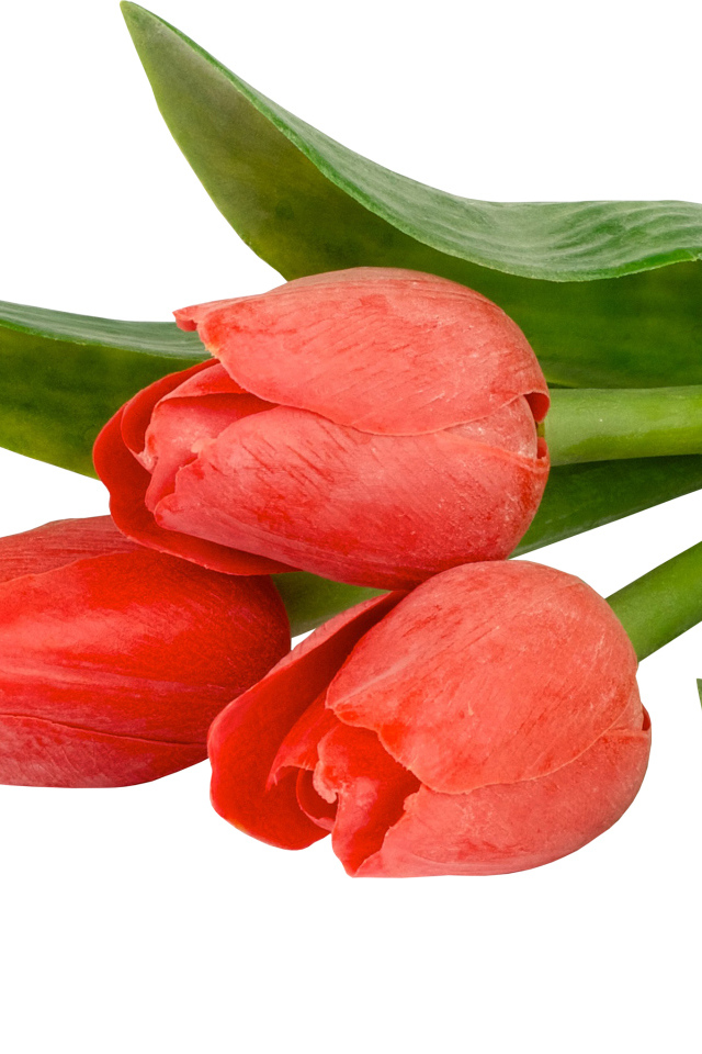 Три тюльпана с зелеными листьями на белом фоне