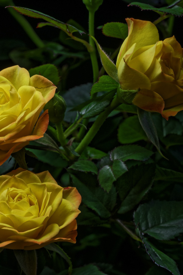 Три желтые розы с зелеными листьями на черном фоне