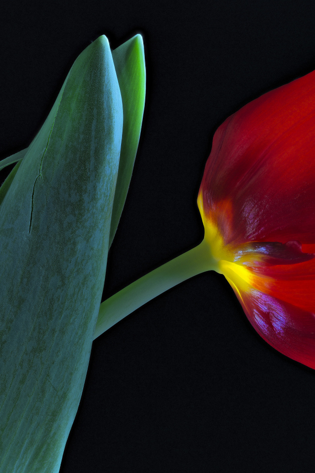 Тюльпан с зелеными листьями на черном фоне
