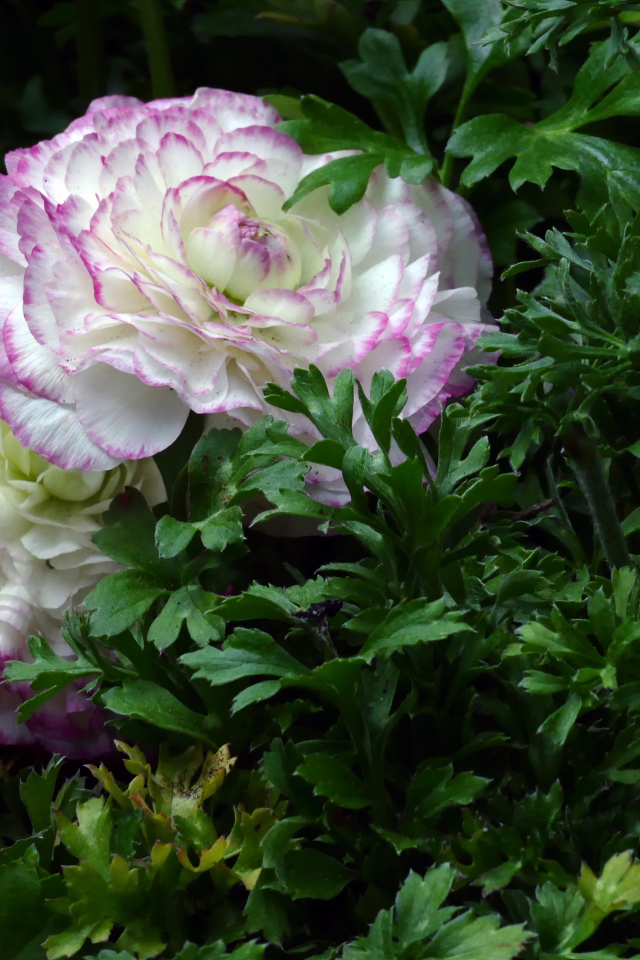 Два красивых цветка лютика в зеленых листьях 