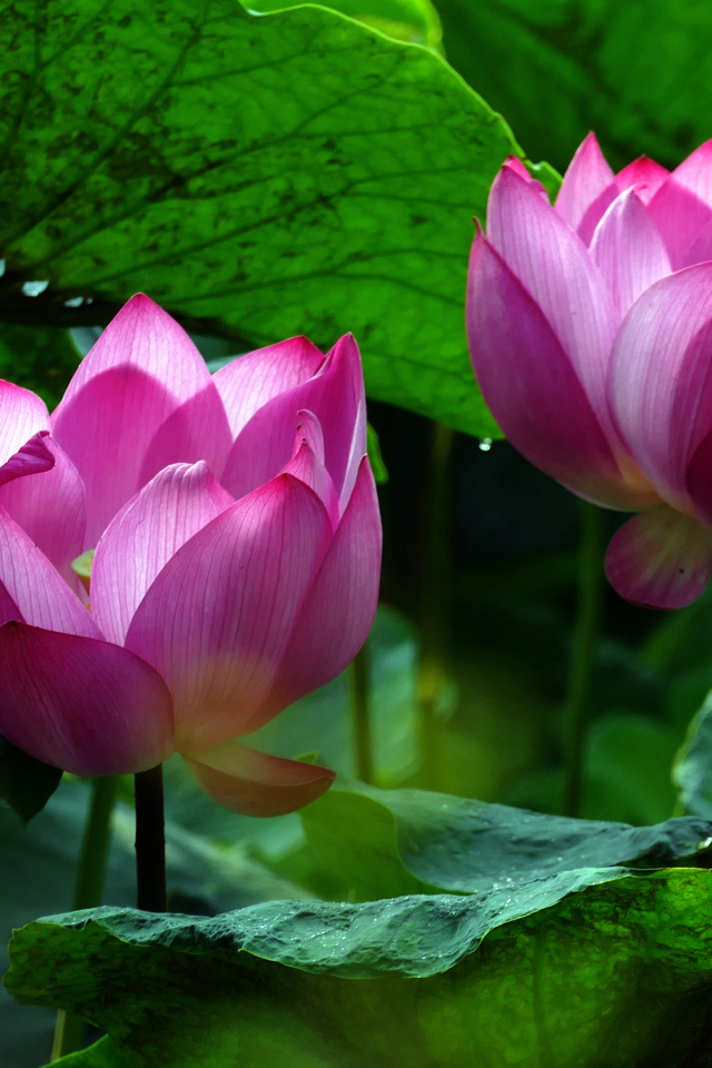 Два красивых розовых цветка водяной лилии в зеленых листьях