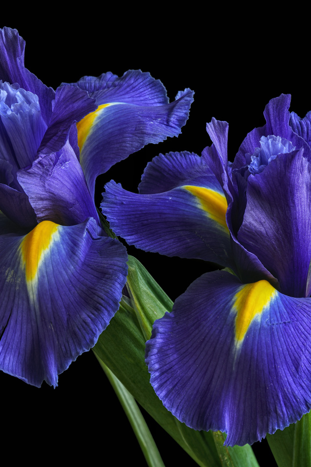 Два синих красивых ириса на черном фоне