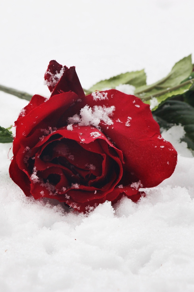 Две нежные красные розы на снегу