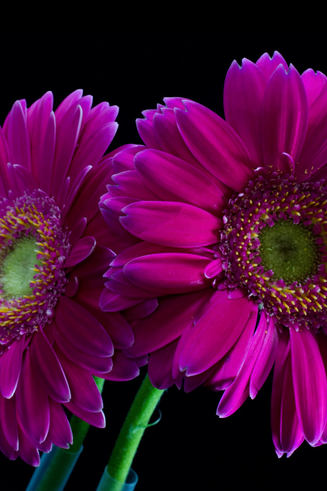 Две сиреневые герберы на черном фоне