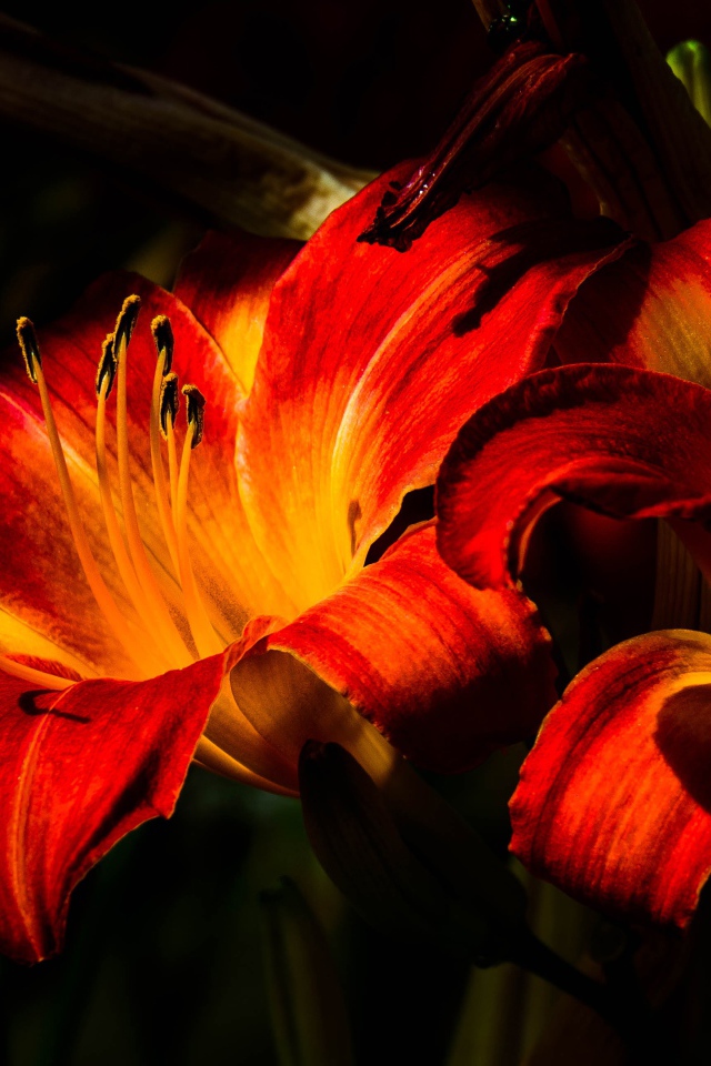 Две оранжевые лилии на клумбе