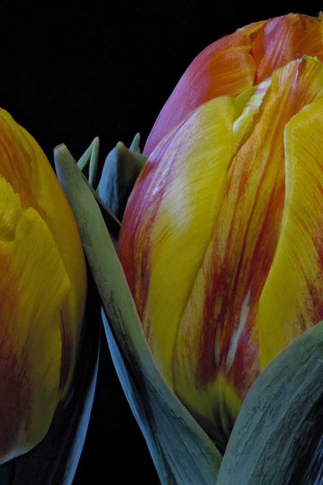 Два оранжевых тюльпана на черном фоне крупным планом