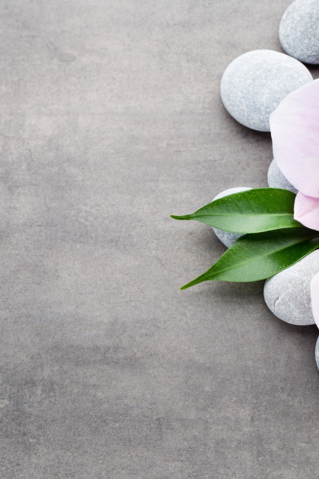 Две розовые орхидеи на камнях на сером фоне