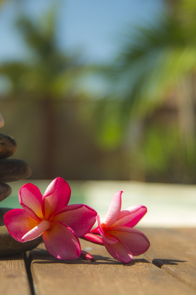 Два розовых цветка плюмерии с камнями