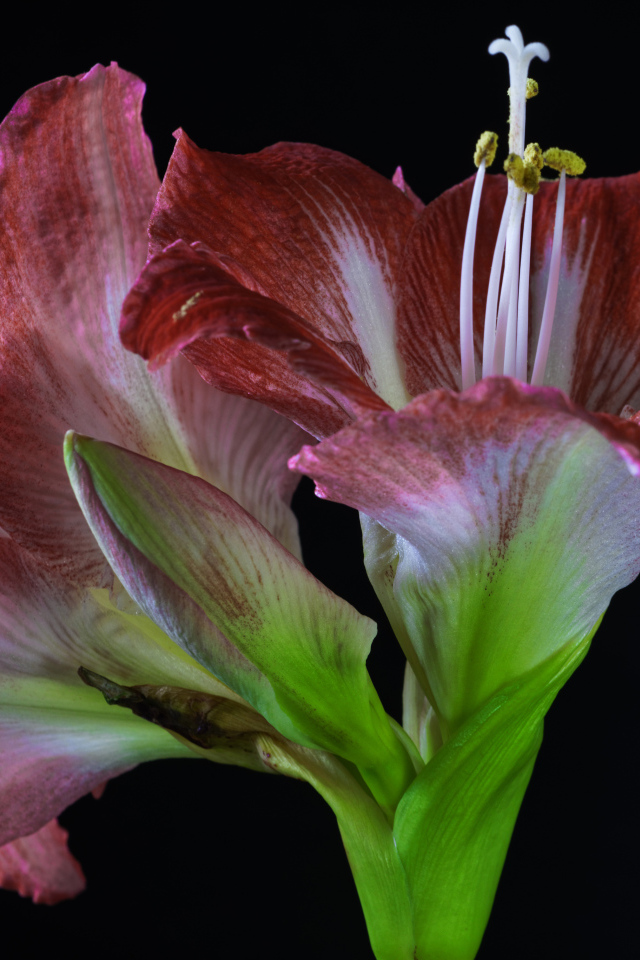 Два красных красивых цветка амариллиса на черном фоне