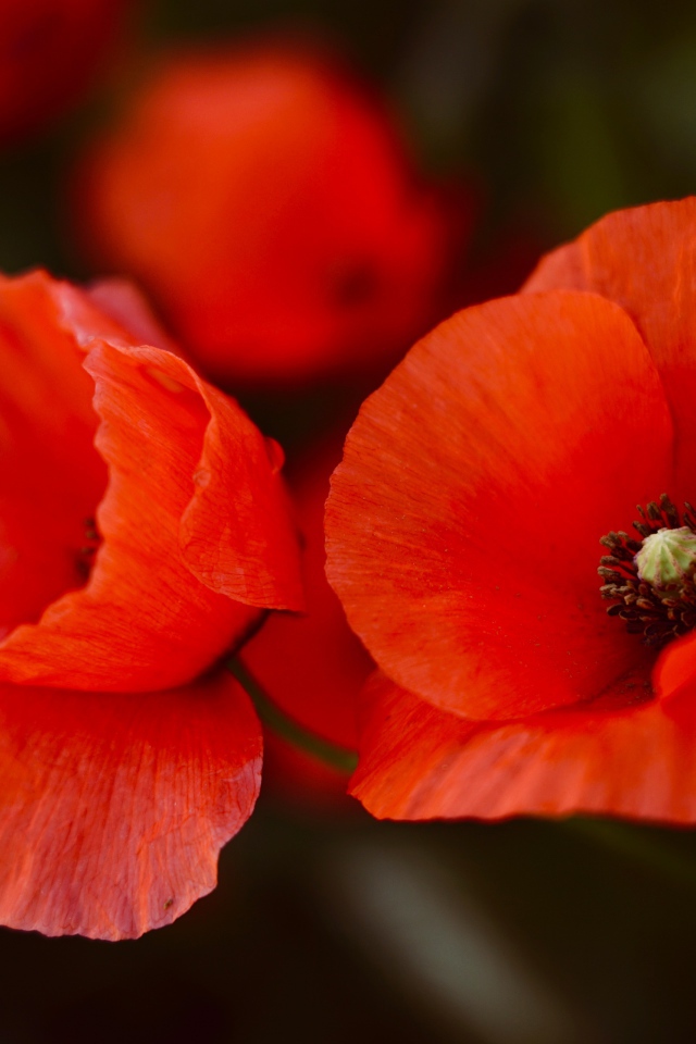 Два алых мака крупным планом