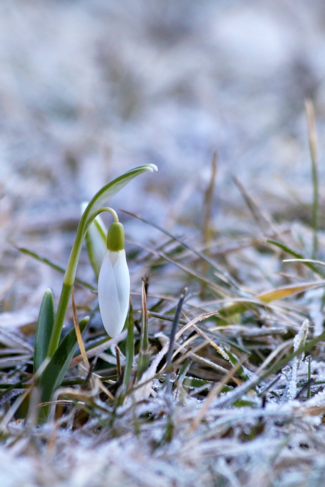 Два нежных белых подснежника на покрытой инеем траве 