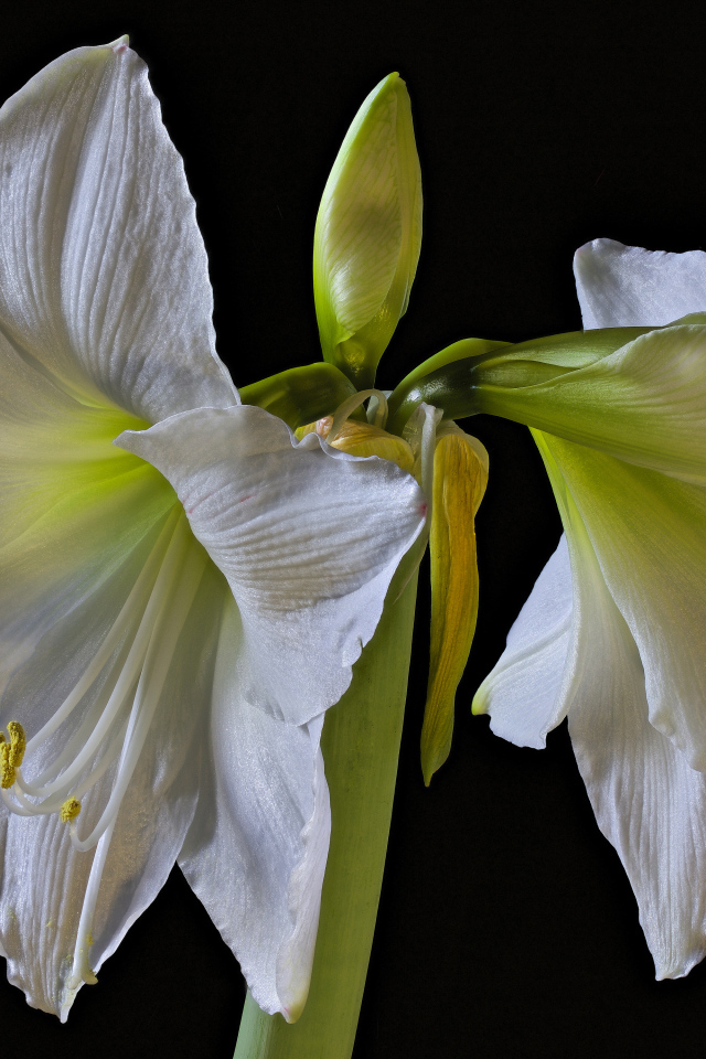 Два белых цветка амариллиса на черном фоне 