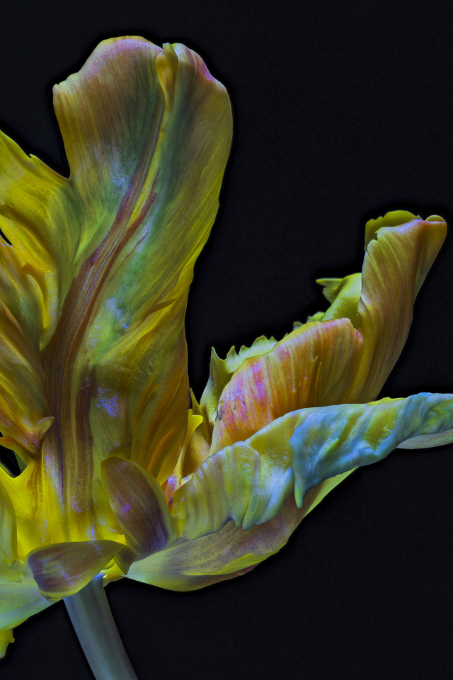 Необычный тюльпан на черном фоне крупным планом