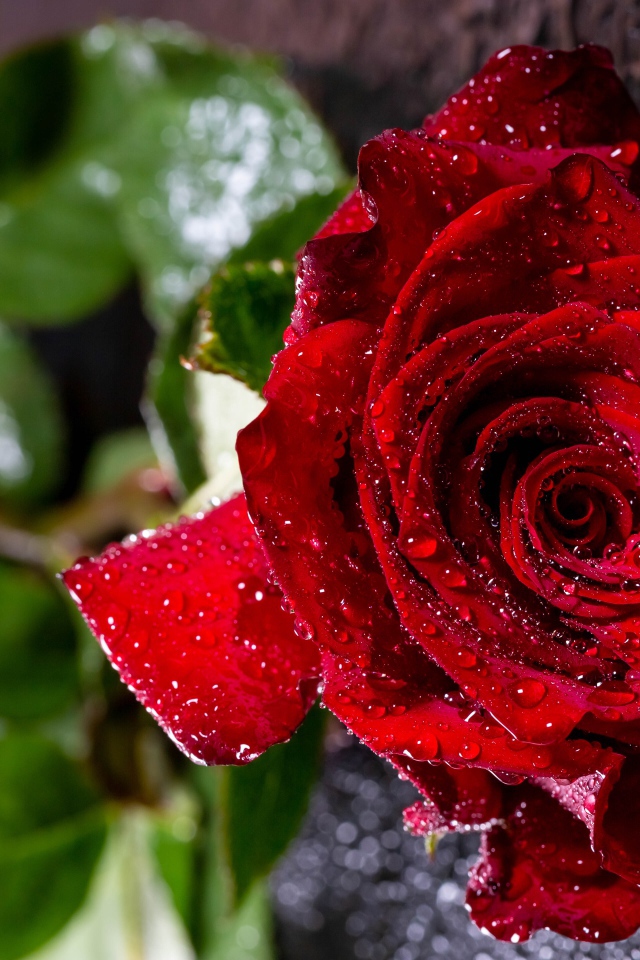 Мокрая красная роза на черной поверхности 