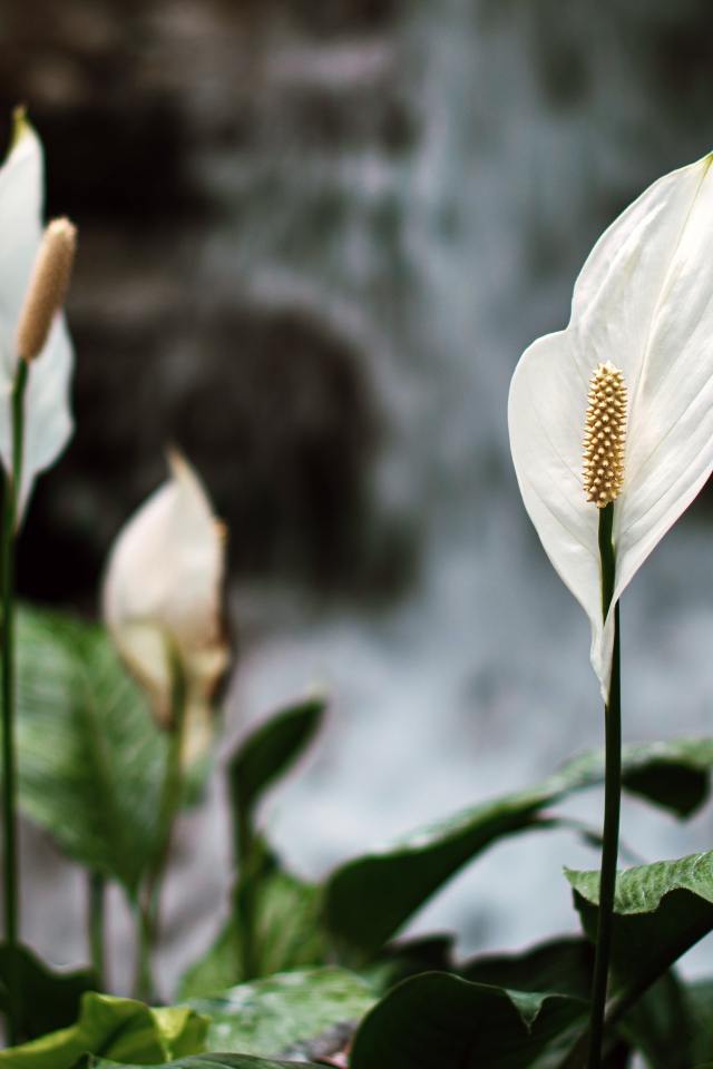 Белые цветы антуриум с зелеными листьями