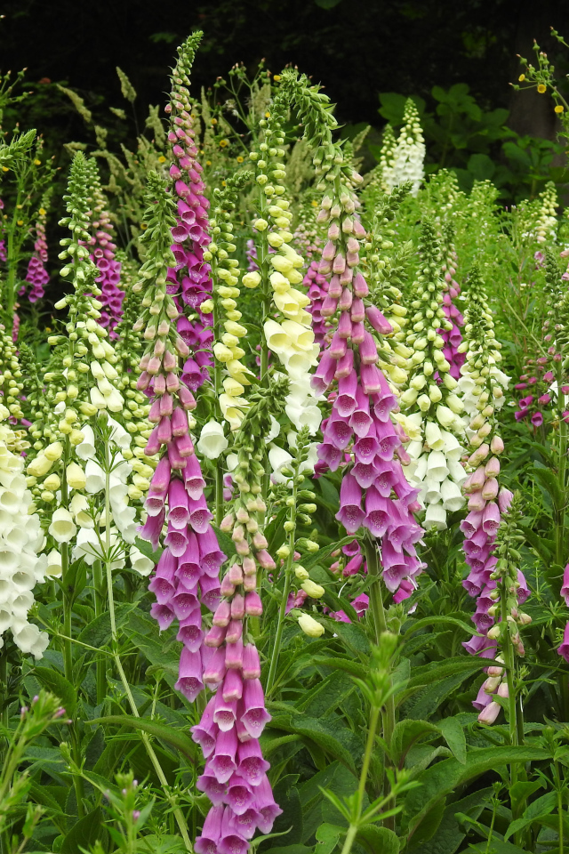 Белые и розовые цветы наперстянка крупным планом