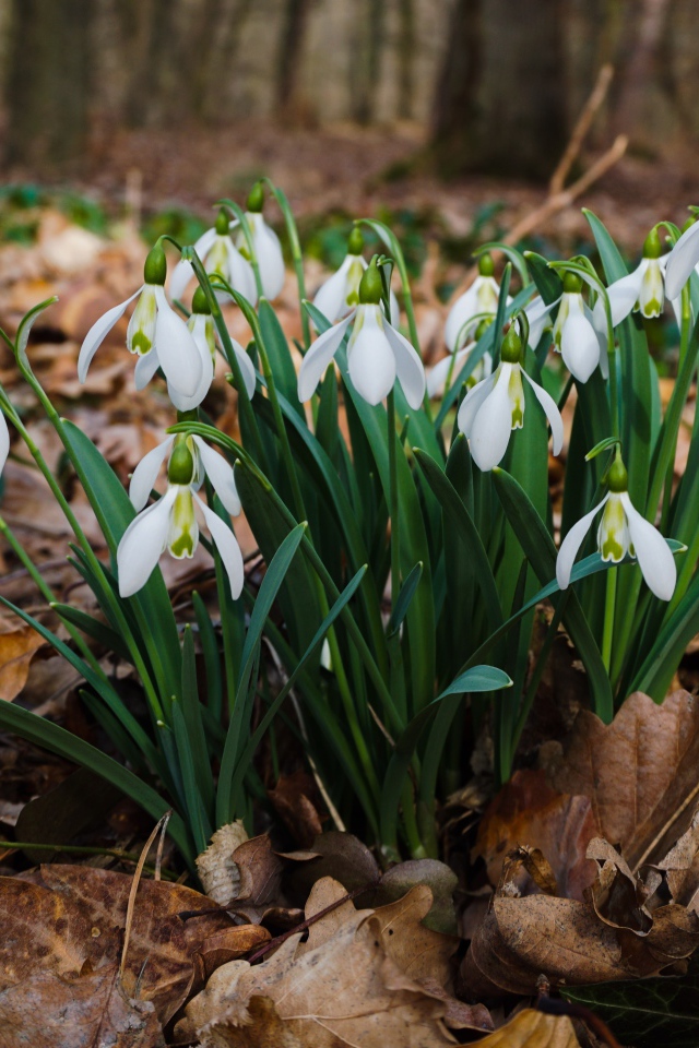 Белые красивые подснежники на сухой листве