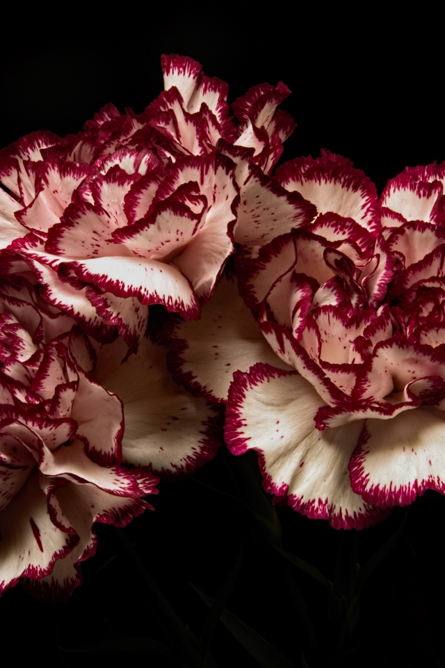 Белые гвоздики с красными ободками на черном фоне