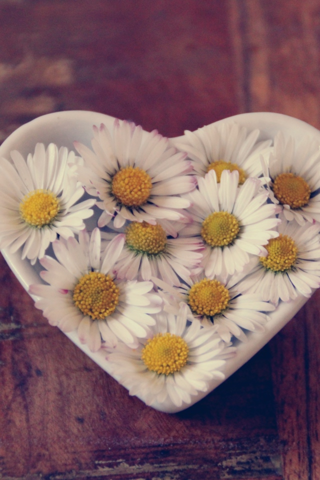 Белые ромашки в посуде в форме сердца
