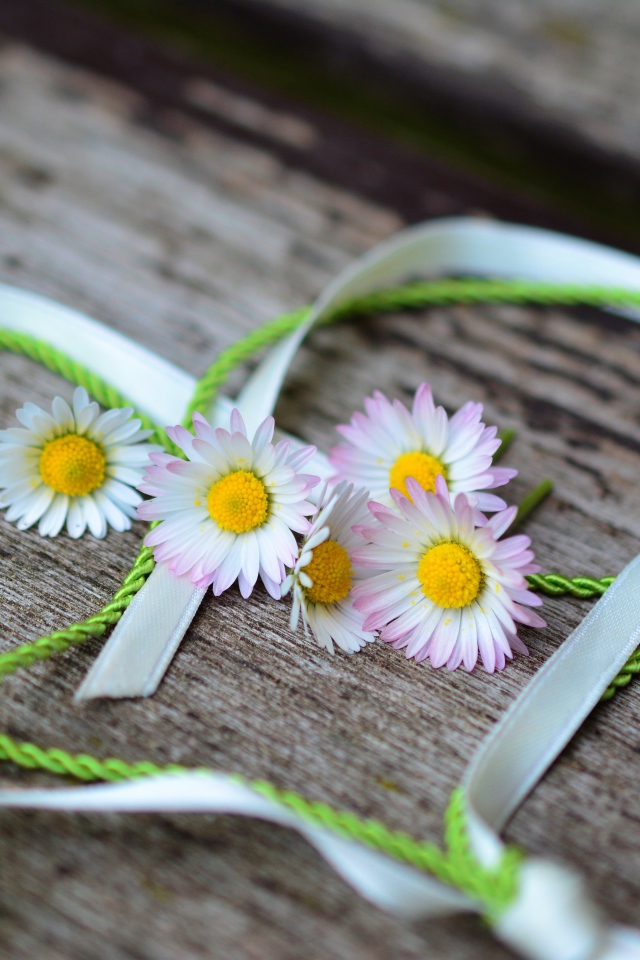 Белые маргаритки лежат на деревянной лавке с сердцем из ленты