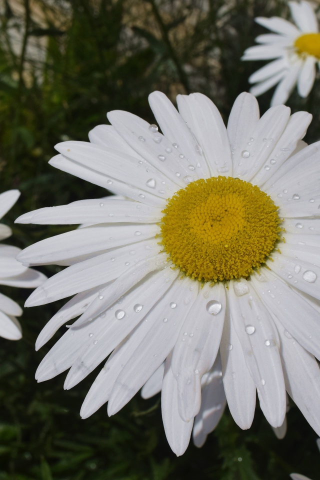 Белые ромашки с желтой серединкой с каплями воды на лепестках