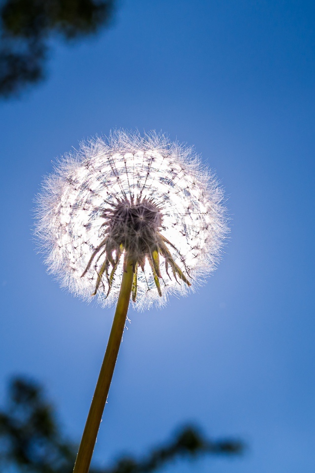 Белый одуванчик на фоне голубого неба 