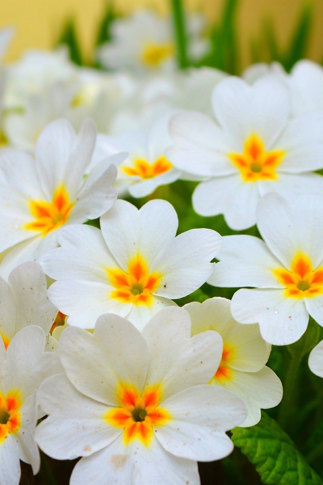 Белые нежные цветы комнатного цветка примула