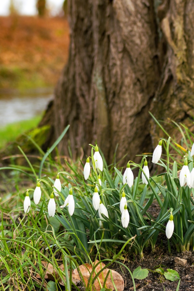 Белые первые весенние цветы подснежники под деревом