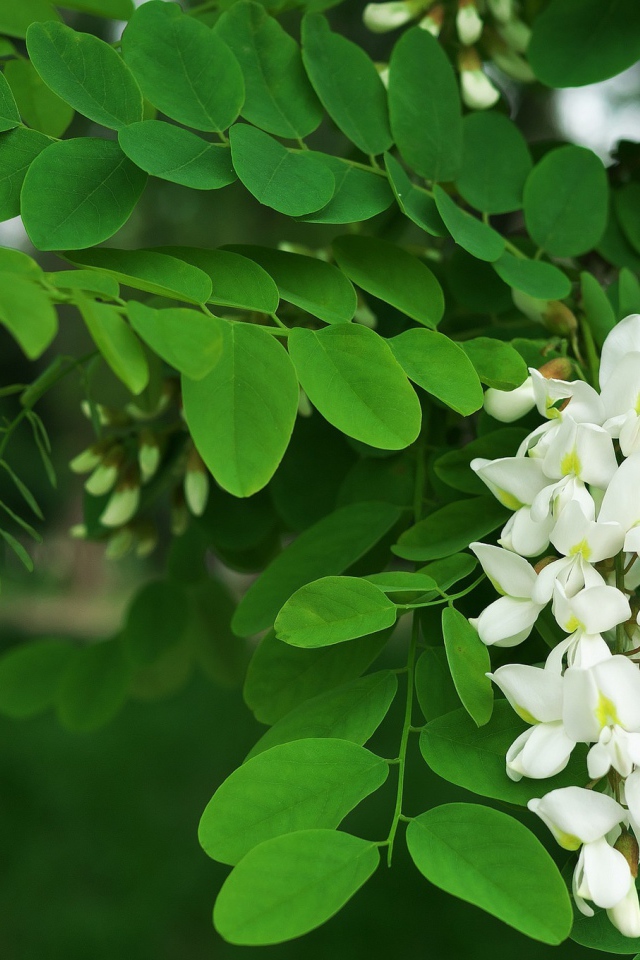 Белые цветы акации с зелеными листьями крупным планом