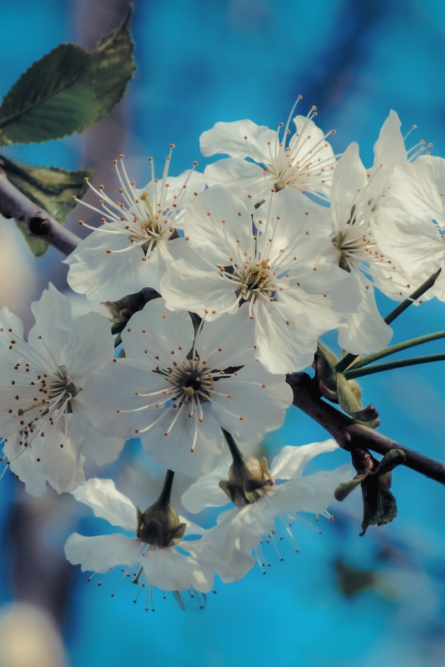 Белые цветы на ветке с зелеными листьями под голубым небом