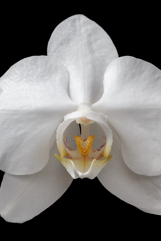 Белая орхидея на черном фоне крупным планом