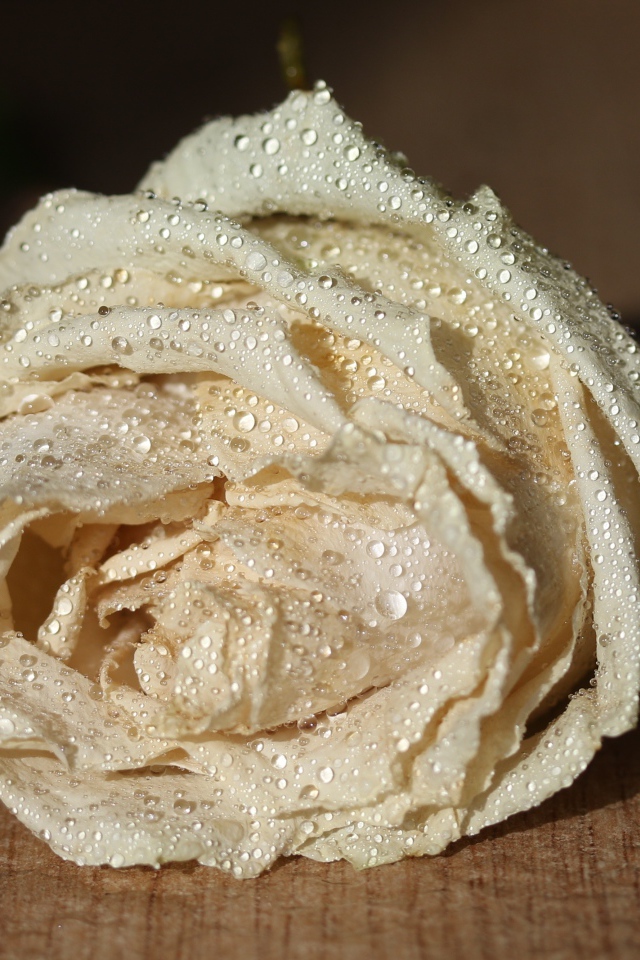 Белый цветок розы в каплях росы 