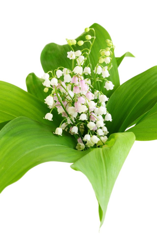 Белые нежные ландыши в зеленых листьях на белом фоне