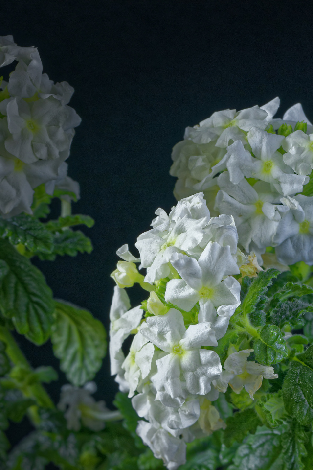 Белые цветы вербены на сером фоне