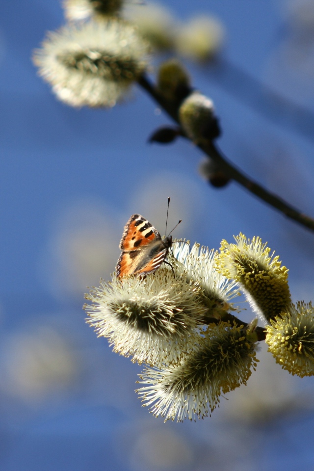 Ветки вербы с бабочкой в лучах солнца