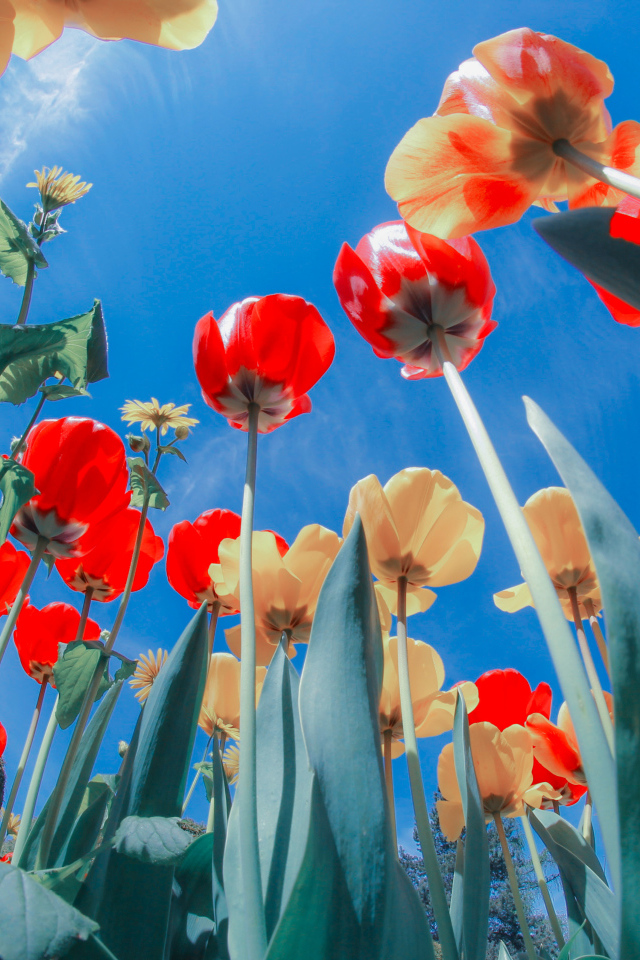 Желтые и красные тюльпаны на клумбе под голубым небом