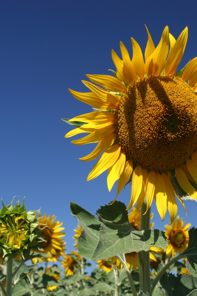 Желтые цветущие подсолнухи на фоне голубого неба