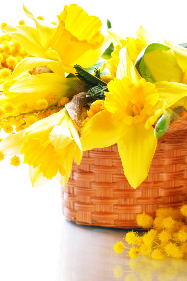 Желтые нарциссы с мимозой в корзине на белом фоне