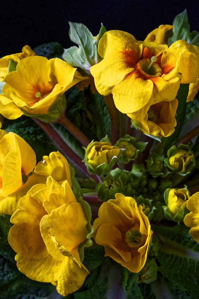 Желтые цветы комнатного цветка примулы крупным планом