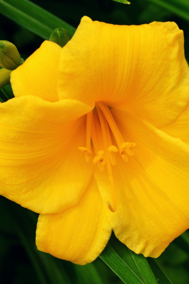 Желтая лилия с бутонами в зеленых листьях 