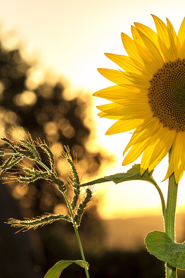 Желтый цветок подсолнуха на поле с колосом