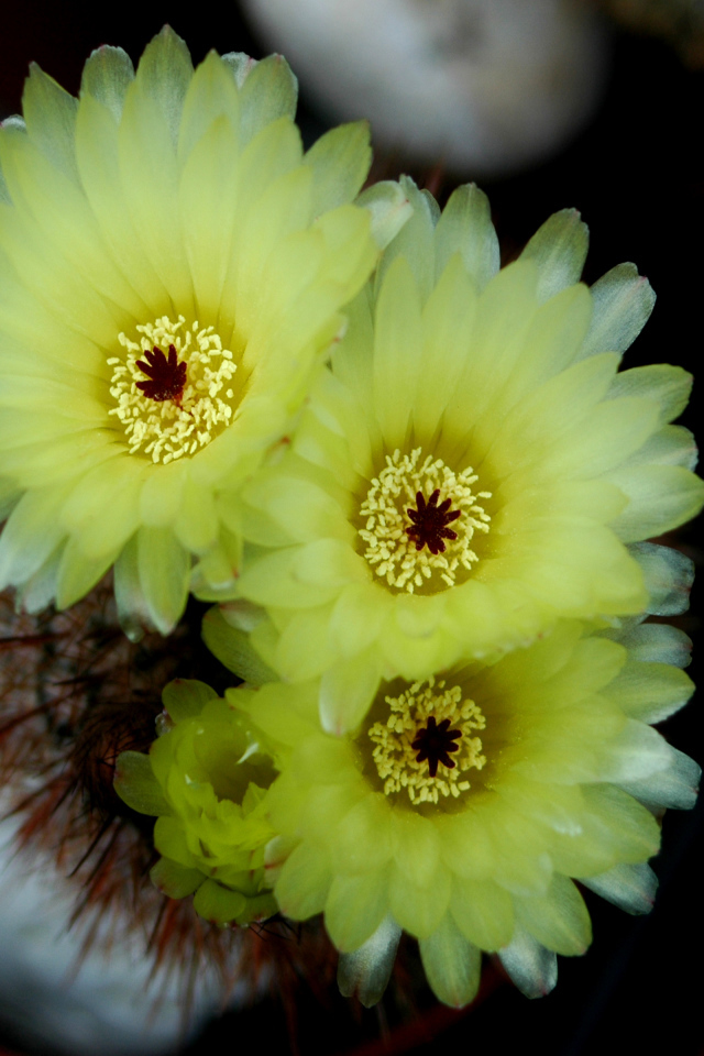 Желтые нежные цветы кактуса 