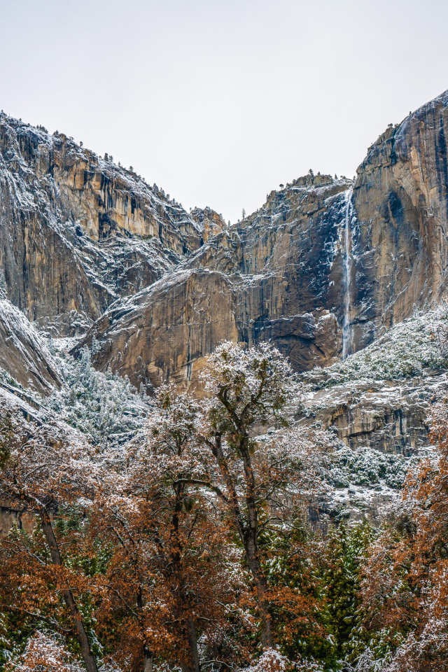 Деревья у высоких заснеженных гор 