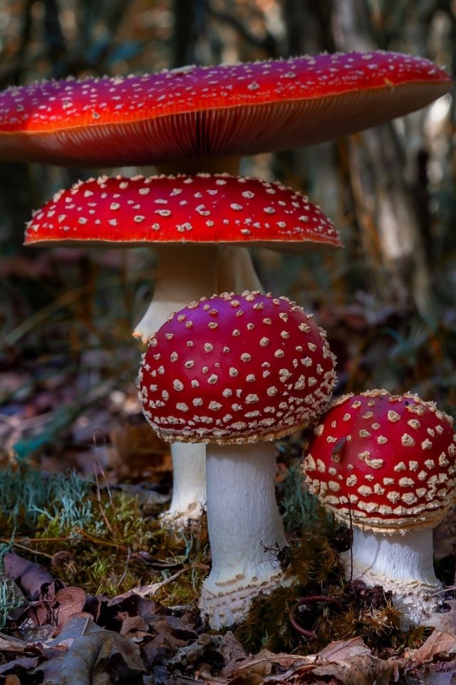 Четыре красных красивых мухомора в лесу